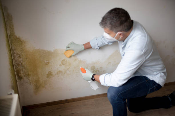 Best Black Mold Removal  in Gig Harbor, WA