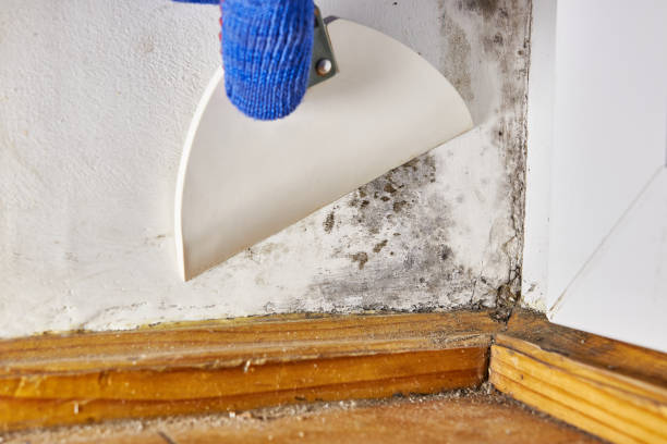 Best Environmental Consulting for Mold Prevention  in Gig Harbor, WA