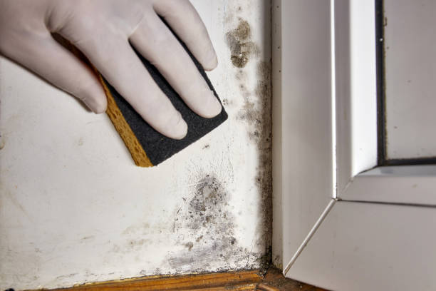 Professional Mold Removal in Gig Harbor, WA