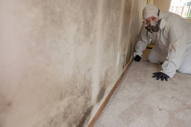 Dehumidification Services in Gig Harbor, WA